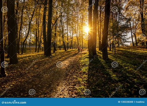Sunny Autumn Forest At Sunset Editorial Stock Photo Image Of Autumnal