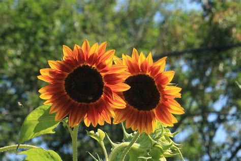Sunflower Twins Photograph By Jonathan Huggon Fine Art America