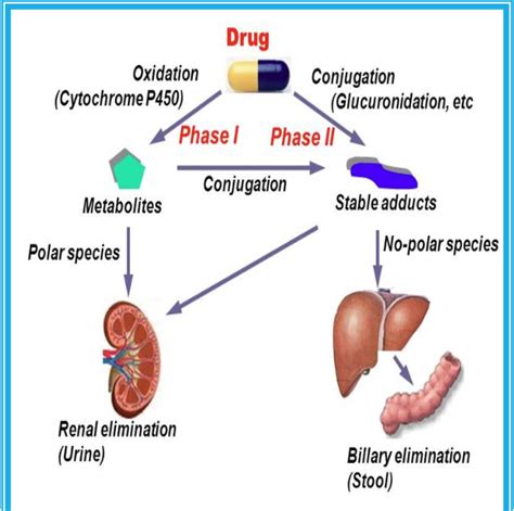 Figure 1 From Drug Metabolism In The Liver Semantic Scholar