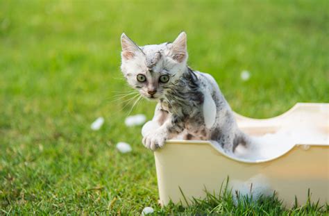 How to bathe a cat who hates water. How to Bathe a Kitten | petMD