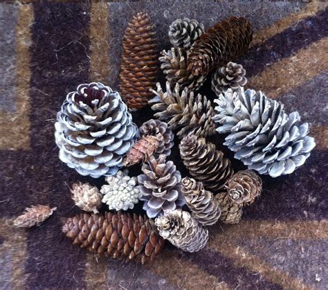 Bleaching Some Pine Cones — Life At 139a Pine Cones Christmas