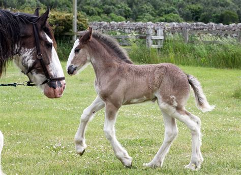Northumberland Heavy Horse Breeding Programme Welcomes First Black
