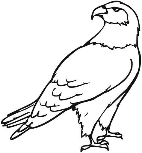 Image result for eagle coloring | Coloring pages, Bird coloring pages