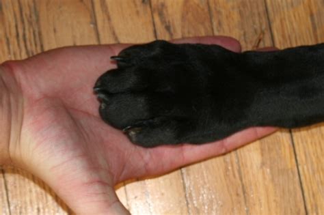Sep 16, 2010 · swollen paws are often caused by a foreign object getting trapped between the pads/toes of the dog's foot. Patas de cachorros | Schnauzi.com