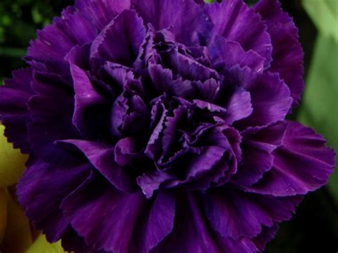 Dark Purple Flowers Leadsbezy
