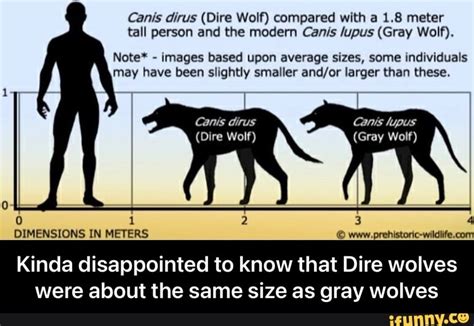 Dire Wolf Size Compared To Grey Wolf