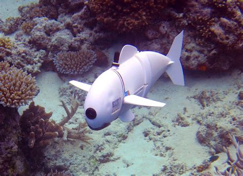 Mits Soft Robotic Fish Explores Reefs In Fiji Robot Fish Fiji