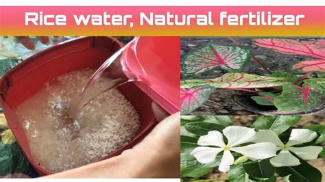 Fruits are highly perishable in nature. Natural fertilizer,use rice water for any plants ...