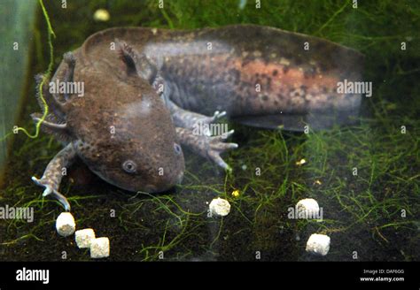 Axolotl Ambystoma Mexicanum In A Aquarium Hi Res Stock Photography And