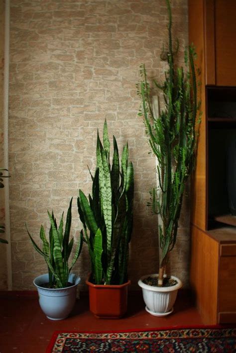 Pflanzen im schlafzimmer leisten einen wichtigen beitrag zum raumklima. Endlich wieder Durchschlafen! 7 luftreinigende Pflanzen ...