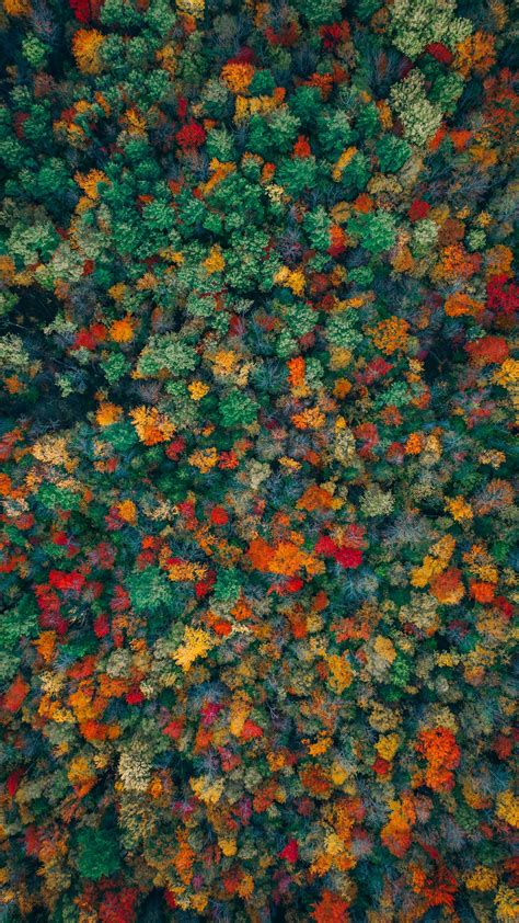 Download Wallpaper 1440x2560 Forest Trees Aerial View Autumn