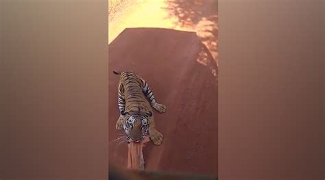 Tiger Chases Bus On Jungle Safari In Chhattisgarh Watch Terrifying Video