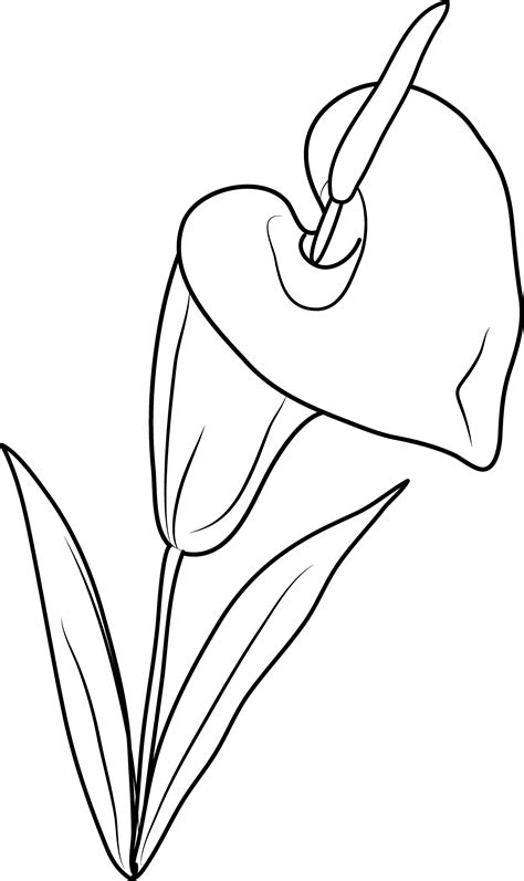 Lily Flower Coloring Sheets Coloring Pages