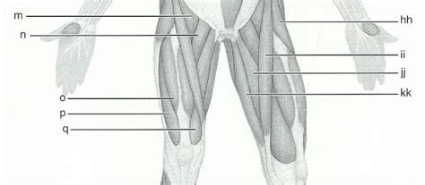 Print Exercise 15: Gross Anatomy of the Muscular System flashcards