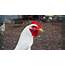 Leghorn Chicken Appearance Temperament And Egg Laying