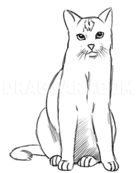 How To Draw A Realistic Cat Draw Real Cat Step By Step Drawing Guide By Dawn Realistic