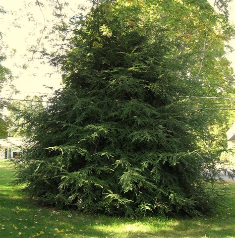Eastern Hemlock Tsuga Canadensis This Tree Is The
