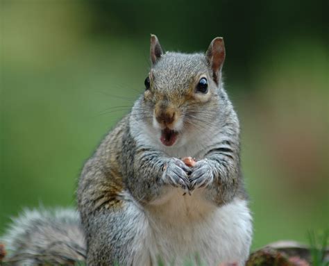 Tory Peer Urges Brits To Eat Grey Squirrels To Help Curb Their Numbers