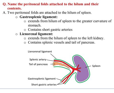 Internal Structure Of Spleen