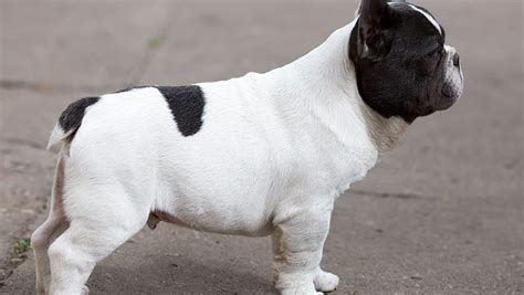 French Bulldog Tail Pocket Infection How To Heal It French Bulldog Breed