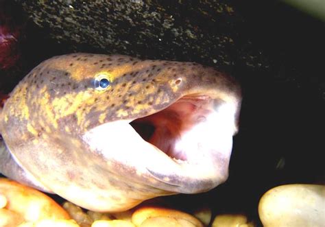 Common Mudpuppy Water Dog Fish
