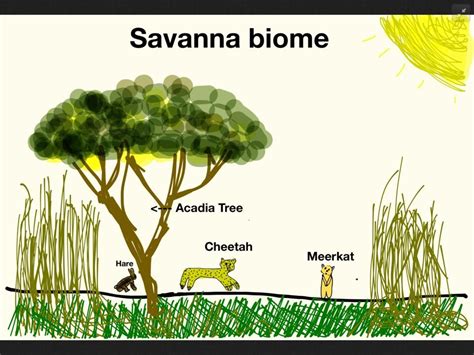 Tropical Grassland Animals And Plants