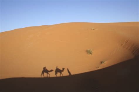 The bactrian camel has two humps on its back, while the arabian camel has one. Camels — kidcyber