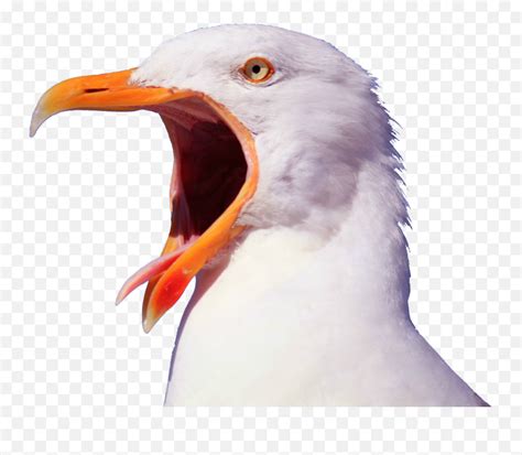 Gallery Screaming Seagull Png Seagull Png Free Transparent Png Images Pngaaa Com