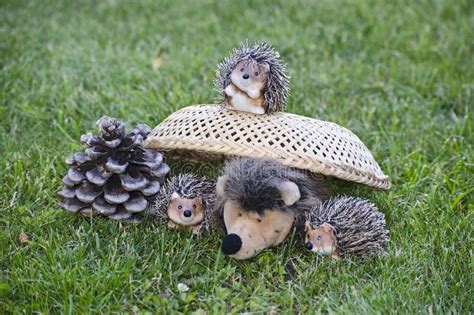 4 Hedgehogs Are Playing On The Lawn Next To Pine Cone Stock Image