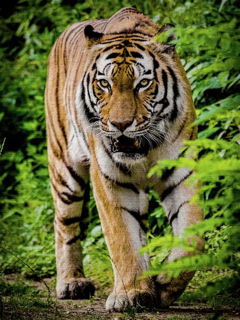 Tiger Walking In Forest Photograph By ARTSuzon Fine Art America