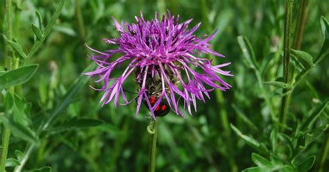 Rufino Osorio Centaurea Scabiosa Greater Knapweed