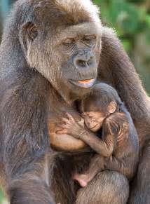 Taronga Zoo Gorilla Gives Birth To Adorable Baby In Sydney Daily Mail