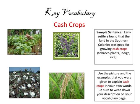 PPT - The Southern Colonies PowerPoint Presentation, free ...