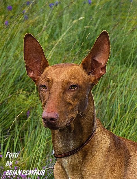 Pharaoh Hound Pictures And Informations Dog