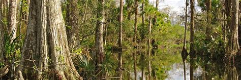 Florida Everglades Florida Smart