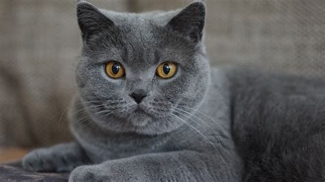 Chartreux Caractère Prix Origine Et éducation Tout Ce Quil Faut