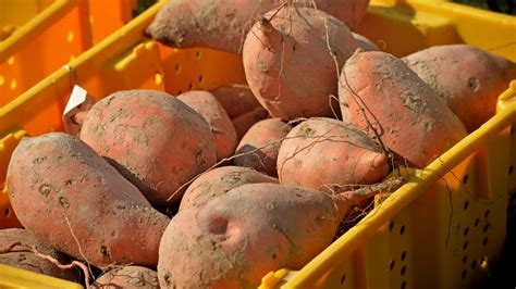 partner profile north carolina sweetpotato commission college of agriculture and life sciences