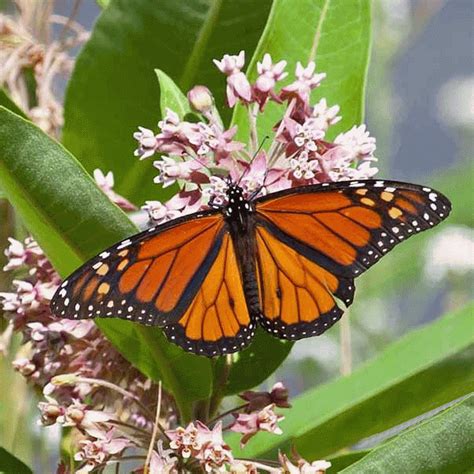 Butterfly, common, and showy milkweed, attracts monarch and other butterflies to your garden; Asclepias syriaca (Common Milkweed) Wildflower Seed