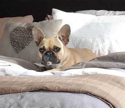 Read more about this dog breed on our french bulldog breed information page. How Much Do French Bulldogs Cost And Why Are They So ...