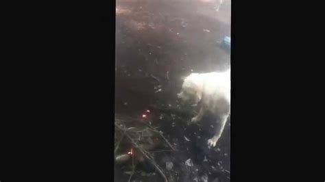 Dog Caught In Wild Fire Graphic Youtube