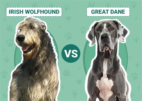 Irish Wolfhound Vs Great Dane Key Differences With Pictures Pet Keen