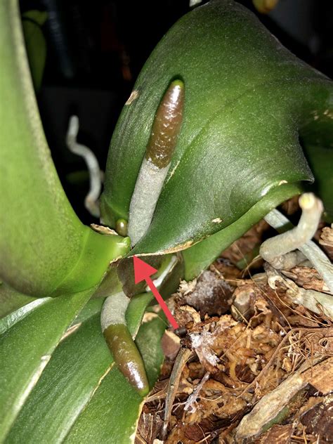 To help orchids grow new spikes keep them in a bright location with indirect sunlight, fertilizing the orchid, cut off the withered spikes, water adequately, and inducing the blooming in winter. In Spike | Phalaenopsis orchid, Phalaenopsis, Orchids