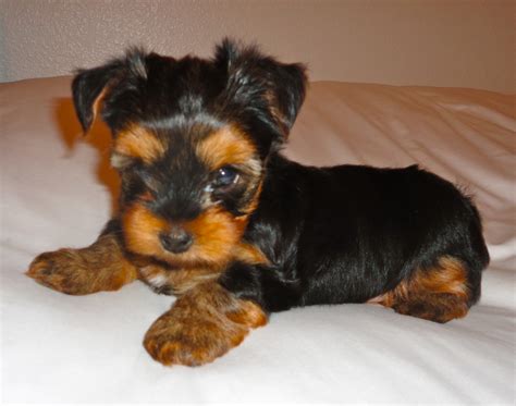 Courtneys Akc Yorkies Paiges Puppies Sold