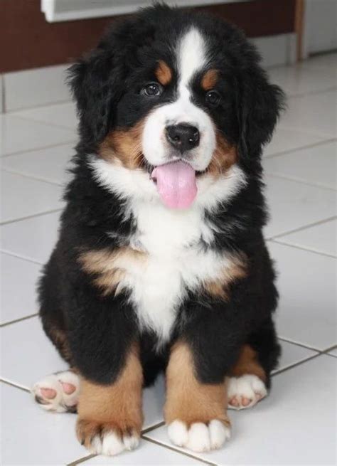 Pin By Syrine Righi On Doggies ️ Cute Baby Dogs Fluffy Dogs Bernese