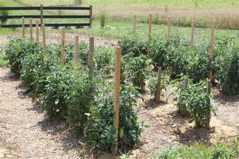 A faraday cage is an enclosure that shields against the entry or escape of electromagnetic fields. 18 DIY Tomato Cages For Your Garden
