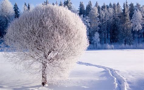 Beautiful White Frozen Tree Hd Winter Season