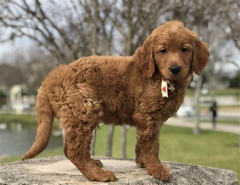 The vet says he is extremely healthy and growing so quick! Goldendoodle Puppies For Sale | Lakeland, FL #268547