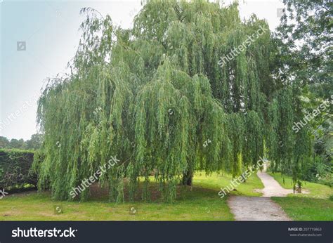Weeping Willow Ornamental Tree Aka Salix Stock Photo