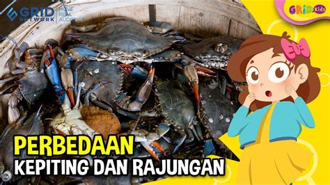 Kepiting Dan Rajungan Serupa Tapi Tak Sama Apa Bedanya Agrozine My