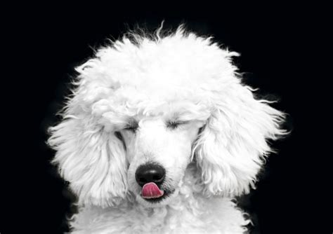 10 Absolutely Precious Poodle Dog Names Youll Adore